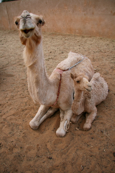 at the camel market in kiffa 1.JPG